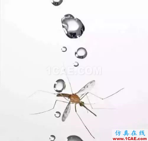 為什么蚊子永遠(yuǎn)不會(huì)被雨砸死？千萬別被孩子問住了！fluent分析案例圖片4